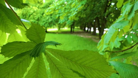 Closeup Nature View of Green Leaf on Blurred Background in Park. Background N Stock Footage 131386879