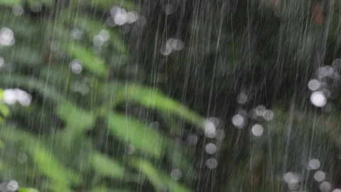 Closeup nature view of green leaf on blurred greenery background in garden .B Stock Footage 160818459