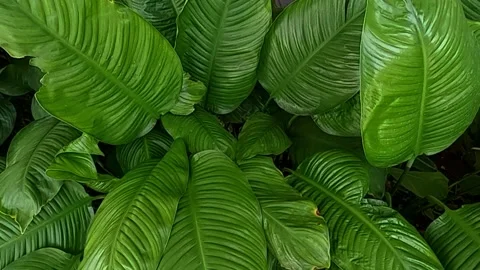 Closeup nature view of green leaf background. Flat lay, dark nature concept Video stock 219344226
