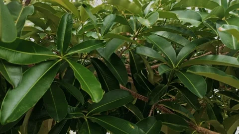 Closeup nature view of green leaf   background. Flat lay, dark nature concept Stock Footage 220347646