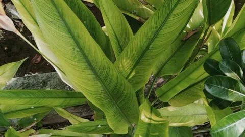 Closeup nature view of green leaf background. Flat lay, dark nature concept Stock Footage 220347816