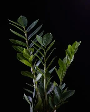 Closeup nature view of green leaf on back background Stock Illustration