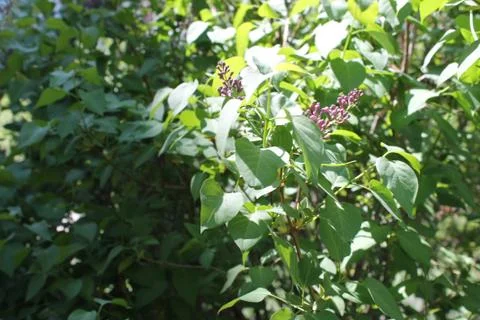Closeup nature view of green leaf in garden at summer under sunlight. Natur.. Stock Photos