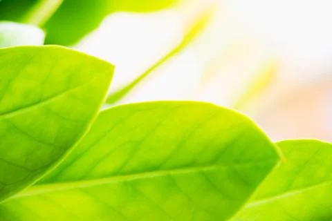Closeup nature view of green leaf on sunlight Foto stock