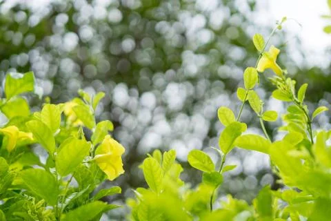 Closeup nature view of green leaf and yellow flower on blurred greenery backg Stock Photos
