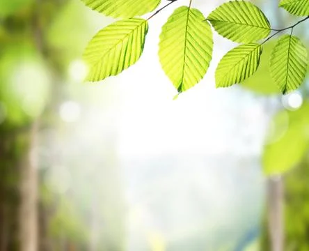 Closeup nature view of green leaf on blurred greenery background in garden wi Stock Photos