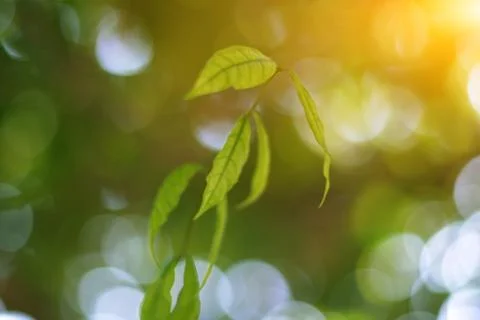 Closeup nature view of green leaf on blurred greenery background in garden with Stock Photos