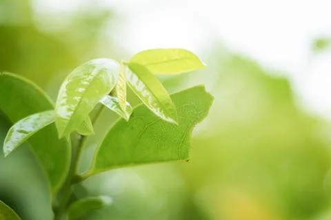 Closeup nature view of green leaf on blurred greenery background in garden with Stock Photos