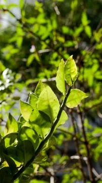 Closeup nature view of green leaf on blurred greenery background in garden wi Stock Photos