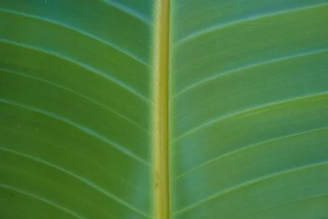 Closeup nature view of green leaf background. Stock Photos