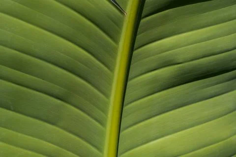 Closeup nature view of green leaf background. Stock Photos