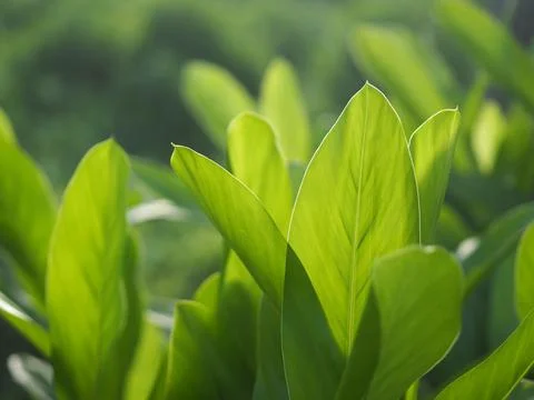 Closeup nature view of green leaf in garden at summer under sunlight. Natur.. Stock Photos