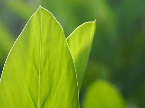 Closeup nature view of green leaf in garden at summer under sunlight. Natur.. Stock Photos