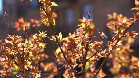 Closeup nature view of orange leaf of Forsythia on sunlight with copy space Stock Footage 154541597