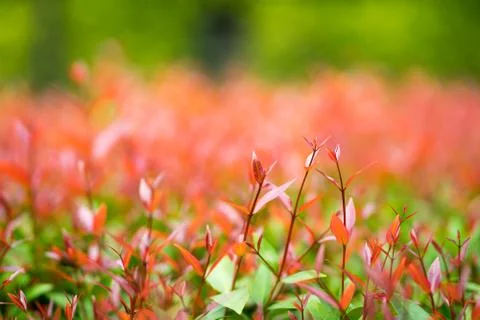 Closeup nature view of red leaf on blurred background in garden Stock Photos