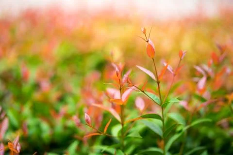 Closeup nature view of red leaf on blurred background in garden Stock Photos