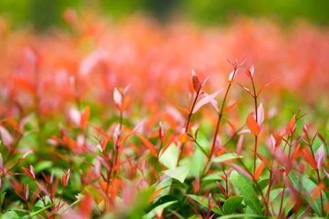 Closeup nature view of red leaf on blurred background in garden Stock Photos