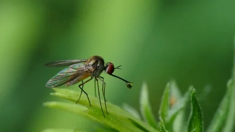 Closeup of Nectar sipping Fly Video stock 77841730