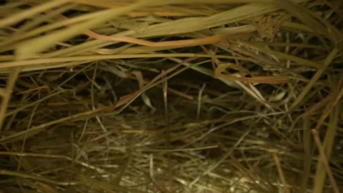 Closeup of a needle in haystack. Macro photography. Stock Footage 265087835