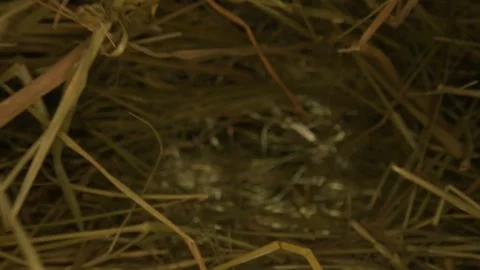 Closeup of a needle in haystack. Macro photography. Stock Footage 265087908