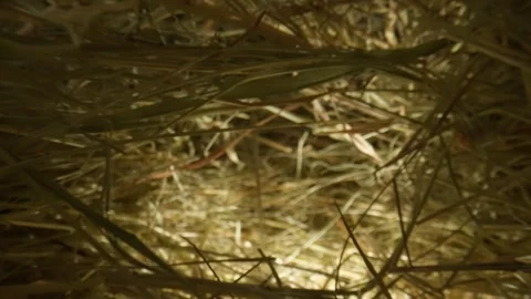 Closeup of a needle in haystack. Macro photography. Stock Footage 265087940
