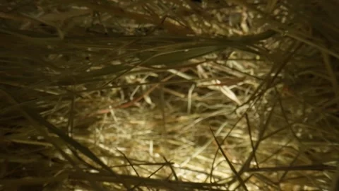 Closeup of a needle in haystack. Macro photography. Stock Footage 265088023