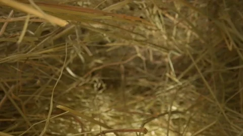 Closeup of a needle in haystack. Macro photography. Stock Footage 265088224