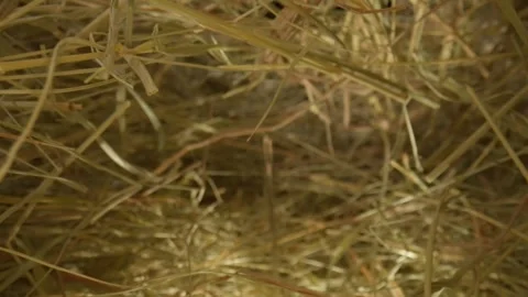 Closeup of a needle in haystack. Macro photography. Stock Footage 265088263