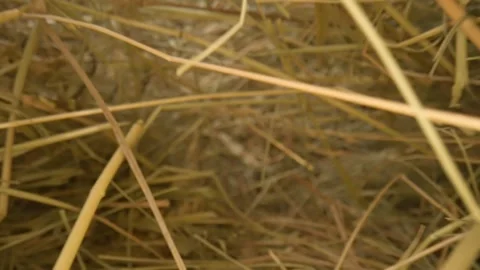 Closeup of a needle in haystack. Macro photography. Stock Footage 265088298