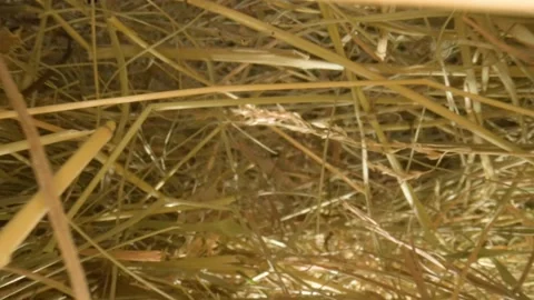 Closeup of a needle in haystack. Macro photography. Stock Footage 265088332