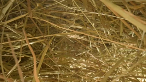 Closeup of a needle in haystack. Macro photography. Stock Footage 265088356