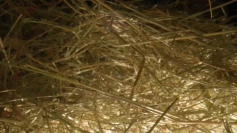 Closeup of a needle in haystack. Macro photography. Stock Footage 265088376