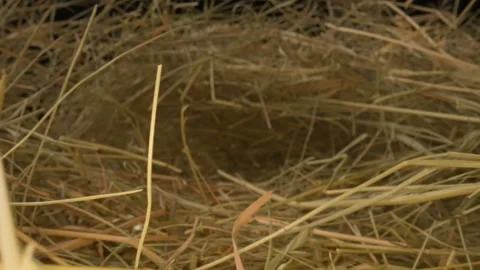 Closeup of a needle in haystack. Macro photography. Stock Footage 265088476