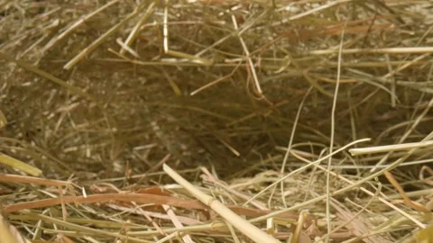 Closeup of a needle in haystack. Macro photography. Stock Footage 265088558