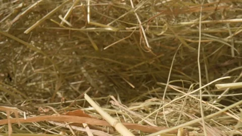 Closeup of a needle in haystack. Macro photography. Stock Footage 265088647