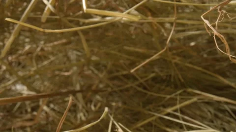 Closeup of a needle in haystack. Macro photography. Stock Footage 265088745