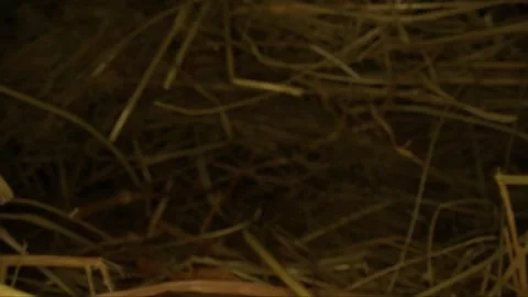 Closeup of a needle in haystack. Macro photography. Stock Footage 265088803