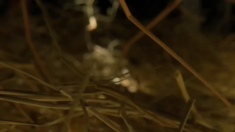 Closeup of a needle in haystack. Macro photography. Stock Footage 265088887