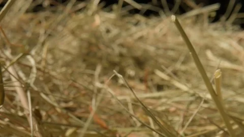 Closeup of a needle in haystack. Macro photography. Stock Footage 265089055
