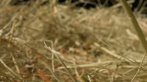 Closeup of a needle in haystack. Macro photography. Stock Footage 265089149