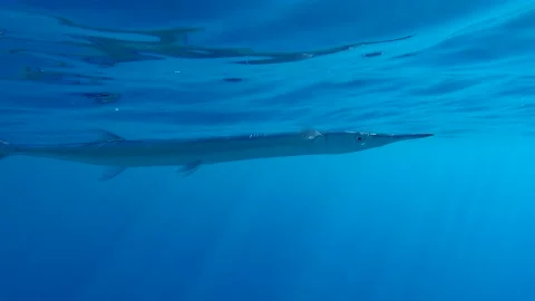 Needlefish Stock Video Footage | Royalty Free Needlefish Videos | Pond5