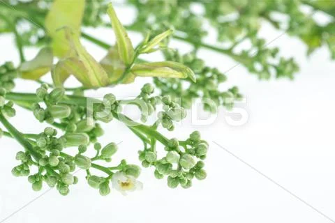 Closeup neem flower on white . Stock Photos