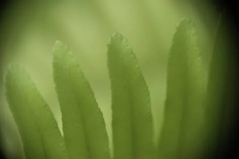 Closeup of Nephrolepis leaf, selective focus. Stock Photos