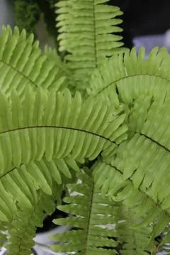 Closeup of Nephrolepis leaf, selective focus. Stock Photos