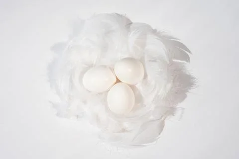 Closeup of nest with eggs on white background Stock Photos