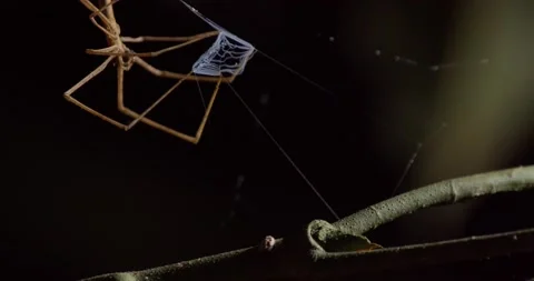 Closeup of a Net-casting Spider with its Net clearly visible Stock Footage 195227148