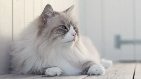 Closeup of a Neva Masquerade Cat. Stock Footage 316705281