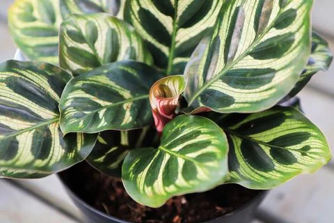 Closeup of a new curled leaf sprouting in a calathea Stock Photos