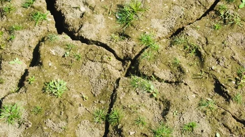 Closeup new grass grows at dry soil, green leaves appear at parched earth Stock Footage 279096978