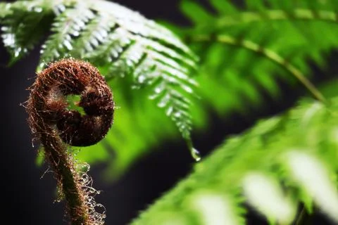 Closeup on New leaf of Australian tree fern in the deep forest. Stock Photos